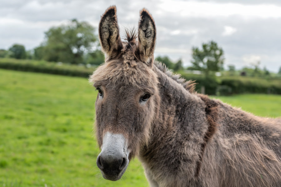 A Donkey facing forwards with grass in the background